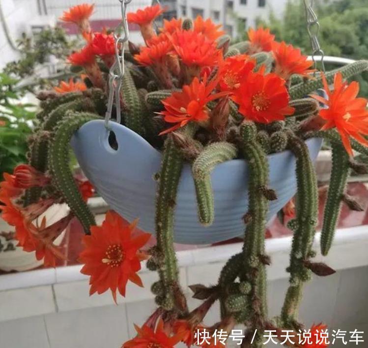 3种花美的出奇,不仅花好看,名字也好听,花开不断!