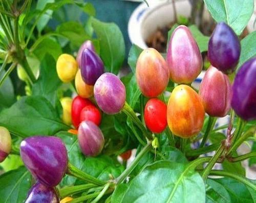 食物|女性想要皮肤好,推荐常吃3种食物,补水润肤,祛皱淡斑