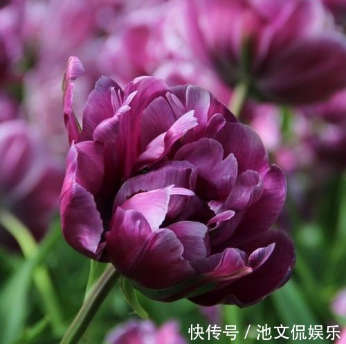 气质型|新手养花,不如养观赏精品布朗尼郁金香,博爱高雅的复古网红花