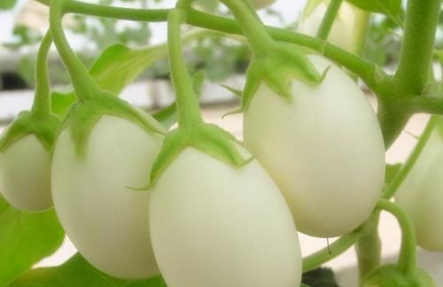 长寿|会吃的人最长寿,冬天多吃3种食物,补足气血、增强体质!