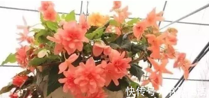 花朵|吊起来养的“4种花”,好看好养不占地,一次开出200朵,美
