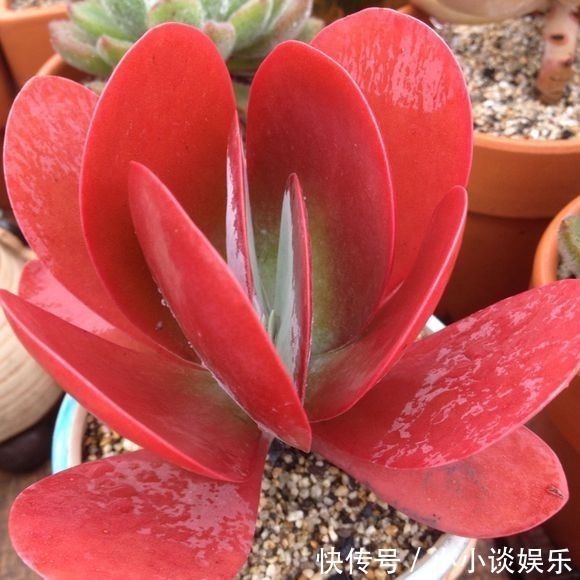 度夏|最容易度夏的10种多肉,全是大普货,皮实好养长得快!