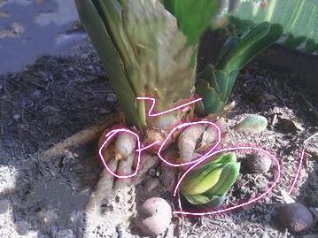 君子兰老苗根系扎些孔,明年花盆爆满芽,附上具体方法