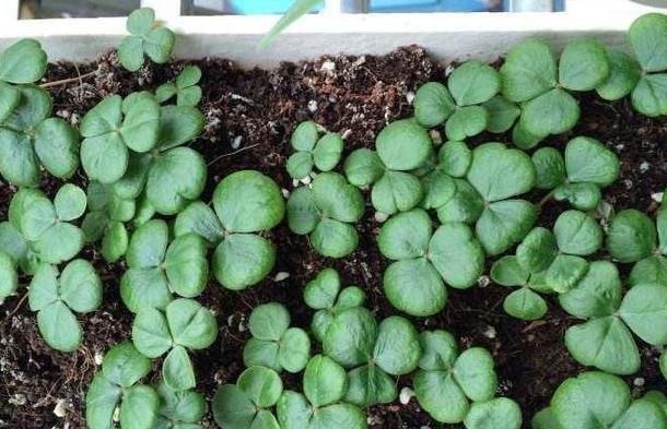 生根|此5种花,花期长又好养,扦插就生根,夏天也一个劲儿的开花