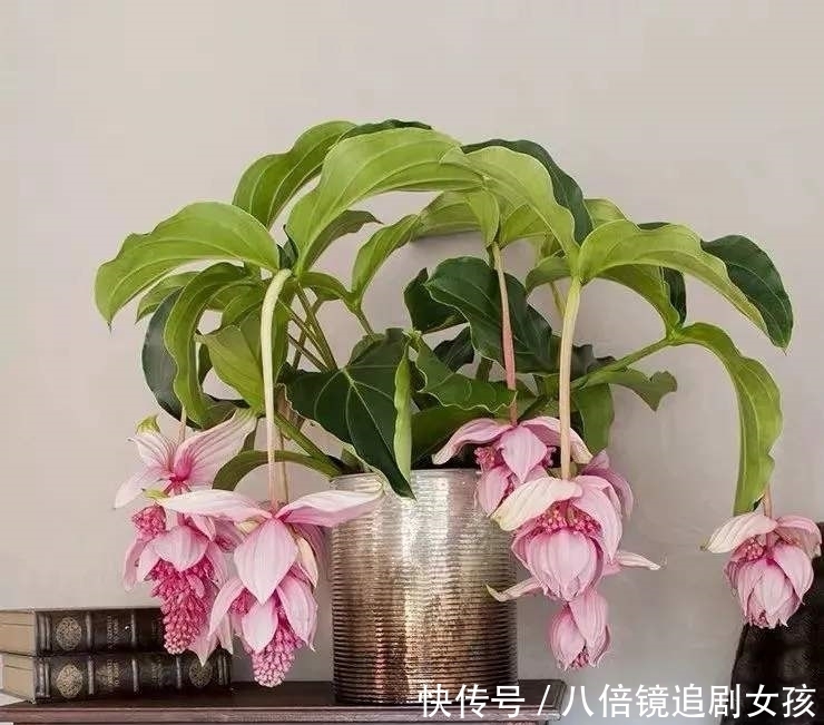 客厅养盆“贵妇花”,珠光宝气,雍容华丽,朋友来串门,倍有面