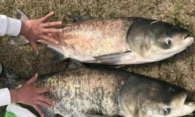 不是跟你吹，有了这特效鲢鳙饵，鲤鱼再大都没兴趣钓，不信就试试