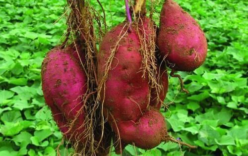 红薯尽量少吃,最好不吃,知道为什么吗希望你早知早好