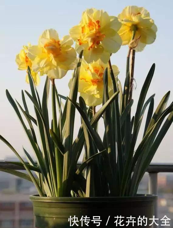 茶花|雨雪天冻不死的3种花,冬天开得旺,放家里喜庆又漂亮