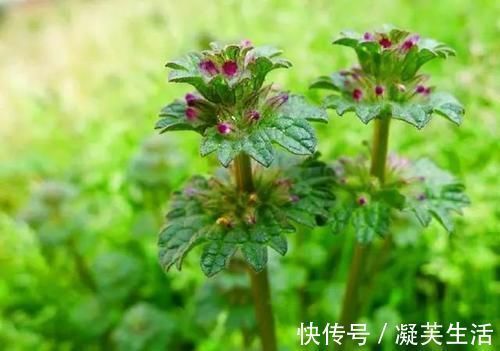 消肿解毒|农村的一种外形奇特的野草,清热利湿、消肿解毒,对高血压有疗效