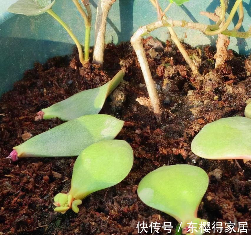 小苗|养了一棵花，爆了“一窝崽”，漂亮又好养，就是不值钱