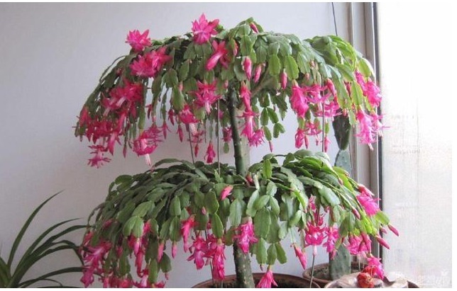 蟹爪兰花谢之后怎么办这样养，蟹爪兰叶片厚绿，不停地冒花苞