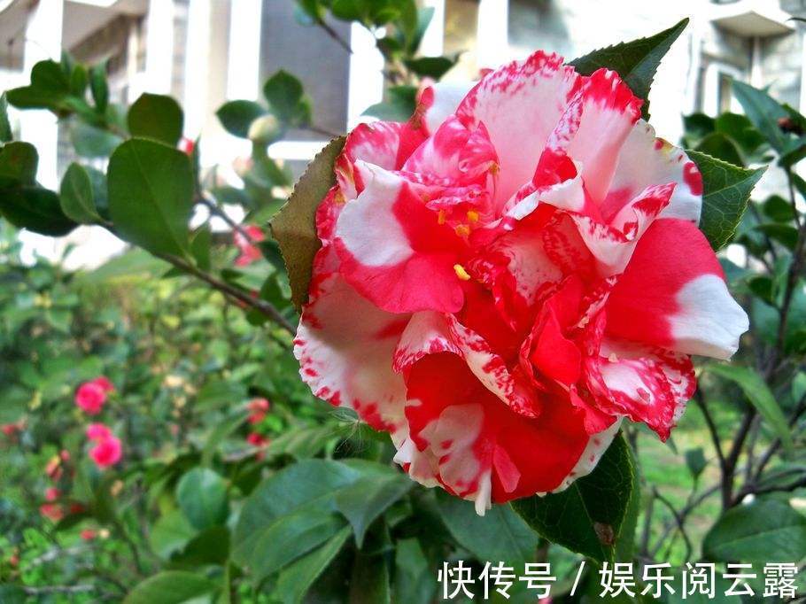 茶花,最美的“5种”,随便养一盆,比香水好闻,比牡丹更好看