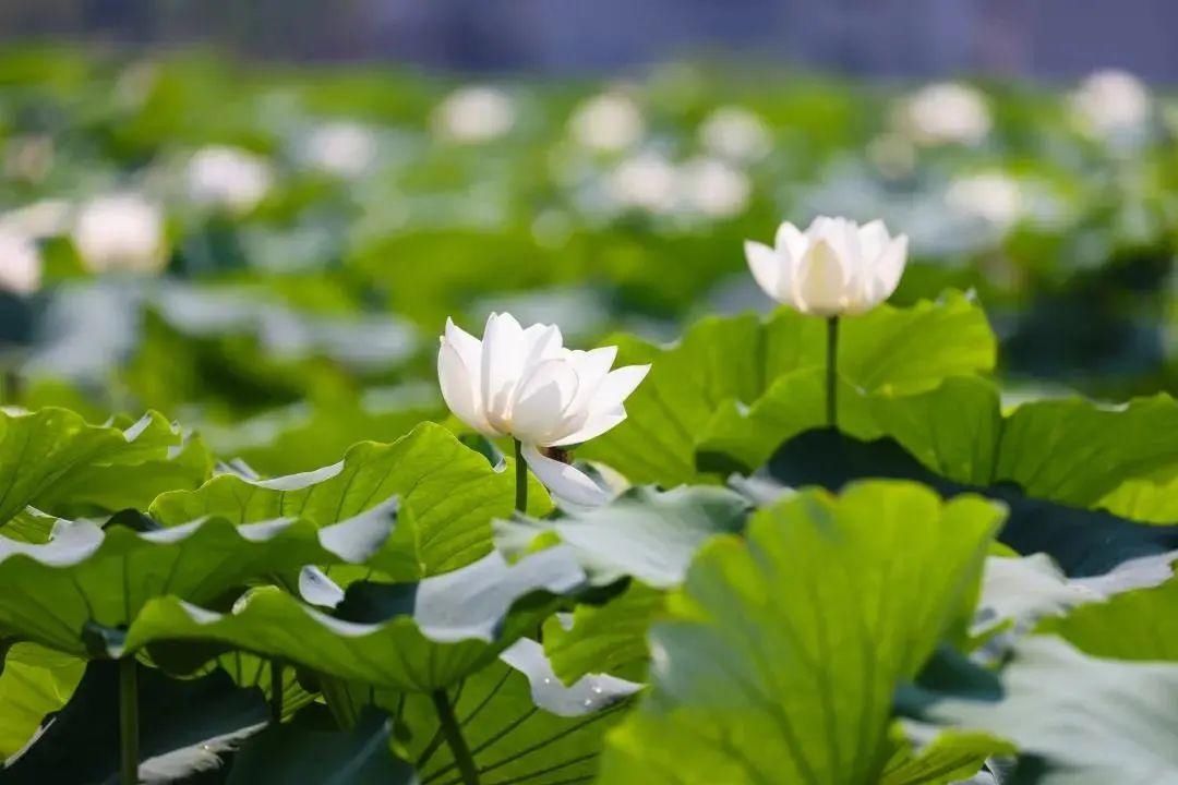 太空莲|樊城一号公路旁的“夏雨荷”，开了！