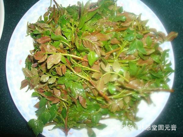 此树的叶子很多人没吃过,女性常吃,杀菌消毒,远离妇科疾病