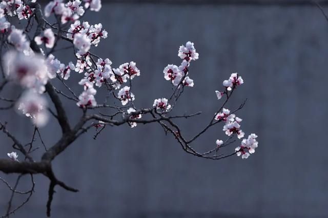 杏花|背靠五莲山！久负赏花盛名，今日一见确实惊叹