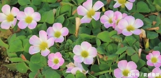 三角梅|5种花是“拼命十三郎”,不但夏天盛开,四季勤花,你养了几种