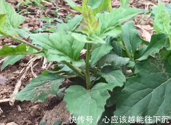 蛇舌草|农村这种看着很不起眼的野草,人称“千里光”,对视力很有疗效