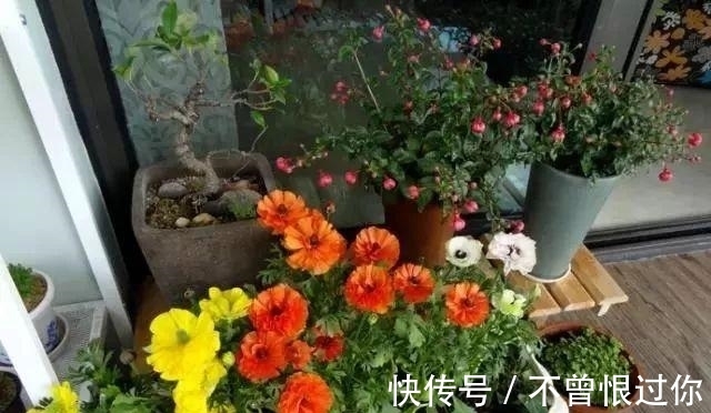 花草|都知道啤酒养花好,然而,没掌握住“浓度配比”却会出大事