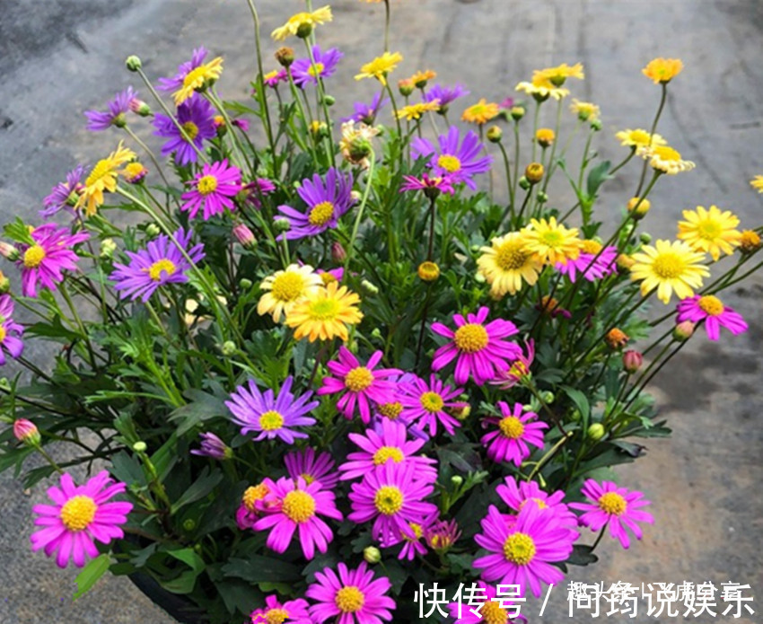 姬小菊|四种菊花比长寿花漂亮10倍，全年循环开花，从年初赏到年尾