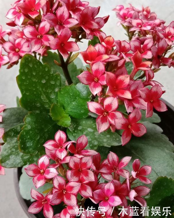 芽子|修剪长寿花,分2种不同“方法”,做好一年开三次,每次都爆盆