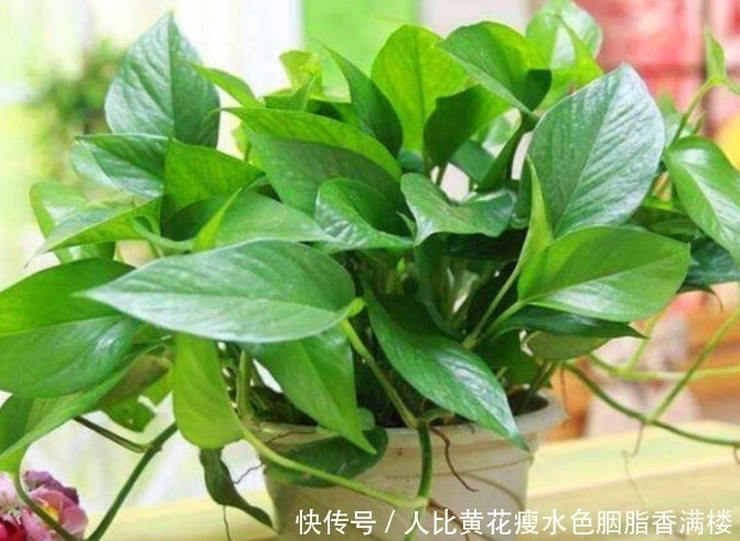 种花|人养花,花也养人,“3种花”家养里,空气清新,还有助于睡眠!