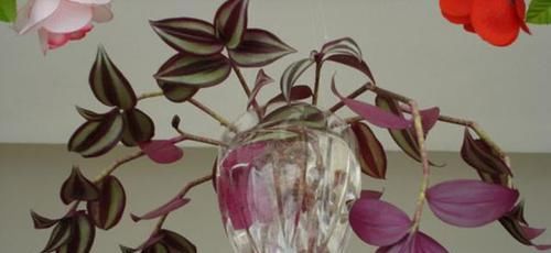  紫竹吊兰|养这三种吊兰，美翻你的客厅，随便一插就能活，根本不用买