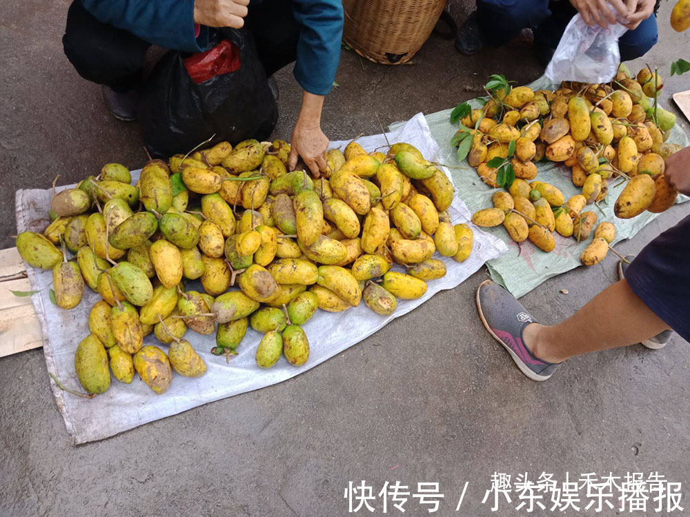 牛卵坨|俗称“牛卵坨”,儿时常摘来当零食吃,如今15元一斤成热门水果