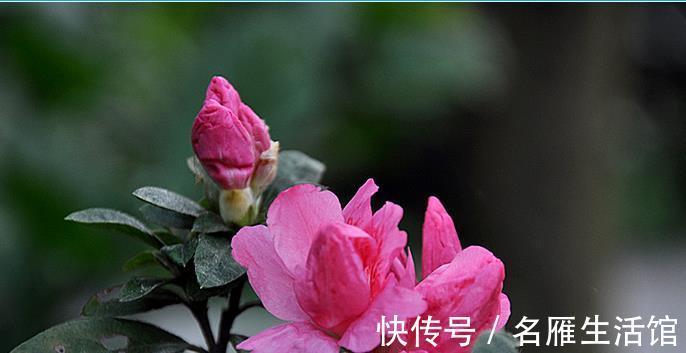 杜鹃花|进入三伏天,杜鹃花太难养,掌握3个养护策略,轻松度夏