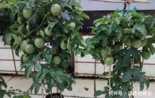 火龙果|立秋后,几粒“种子”扔盆里,10天成盆栽,来年“果子”挤爆盆