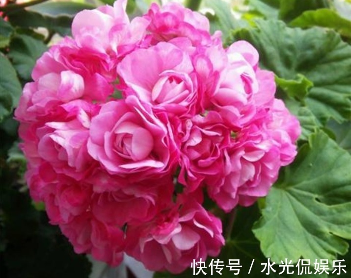 不会养花就买3种“便宜又好养”的花,几块钱一盆,开爆阳台!