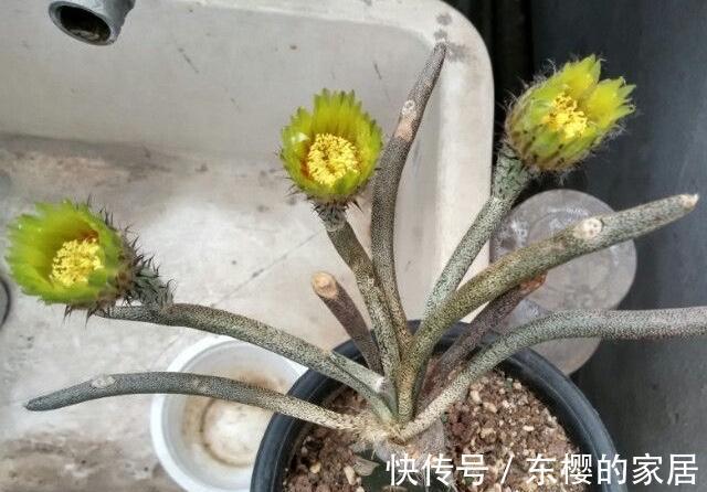 养护|法师美杜莎颜色绚丽，仙人球美杜莎造型美开花香，难以选择全都养