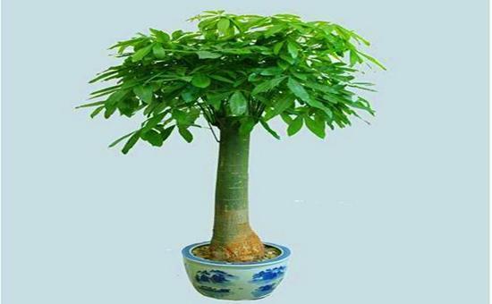 豆瓣绿|听说养花还可以给室内降温,养上这些花,让你清凉一夏天