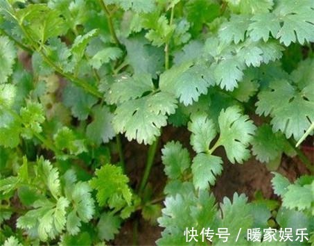 麻疹|爱食香菜的注意,香菜好处多,医生说别跟它同食,现在知道不晚