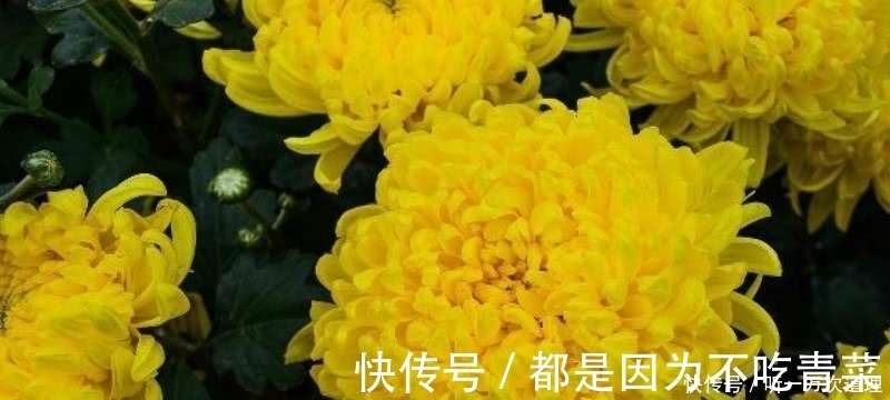 白居易|元稹的《桃花》和《菊花》，写得无比凄美，同时也很是悲伤！