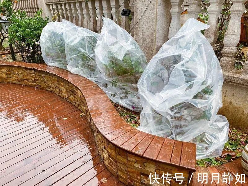 11月,千万别买这种花,养不活惹一肚子气