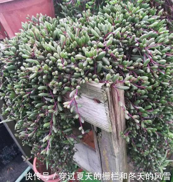 盆栽多肉紫玄月侧重这3小技巧，好看又好养，秋冬疯长新茎叶