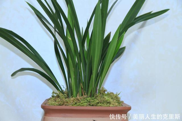 兰花基地不想让你知道的，催芽壮苗技巧！