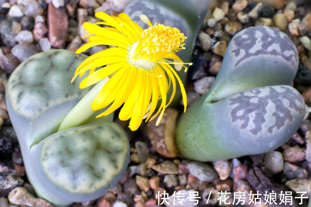 给水|生石花的3个生存实验,证实只要做好这几步,养出彩就这么简单