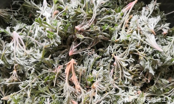 吃法|夏季挖野菜，送你64种野菜图片大全，教你认识不同的野菜和吃法！
