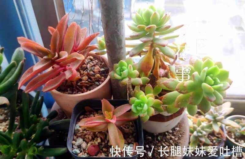 花盆|阳台很小,养不了太多花?巧用6个小方法,多养3倍还不止