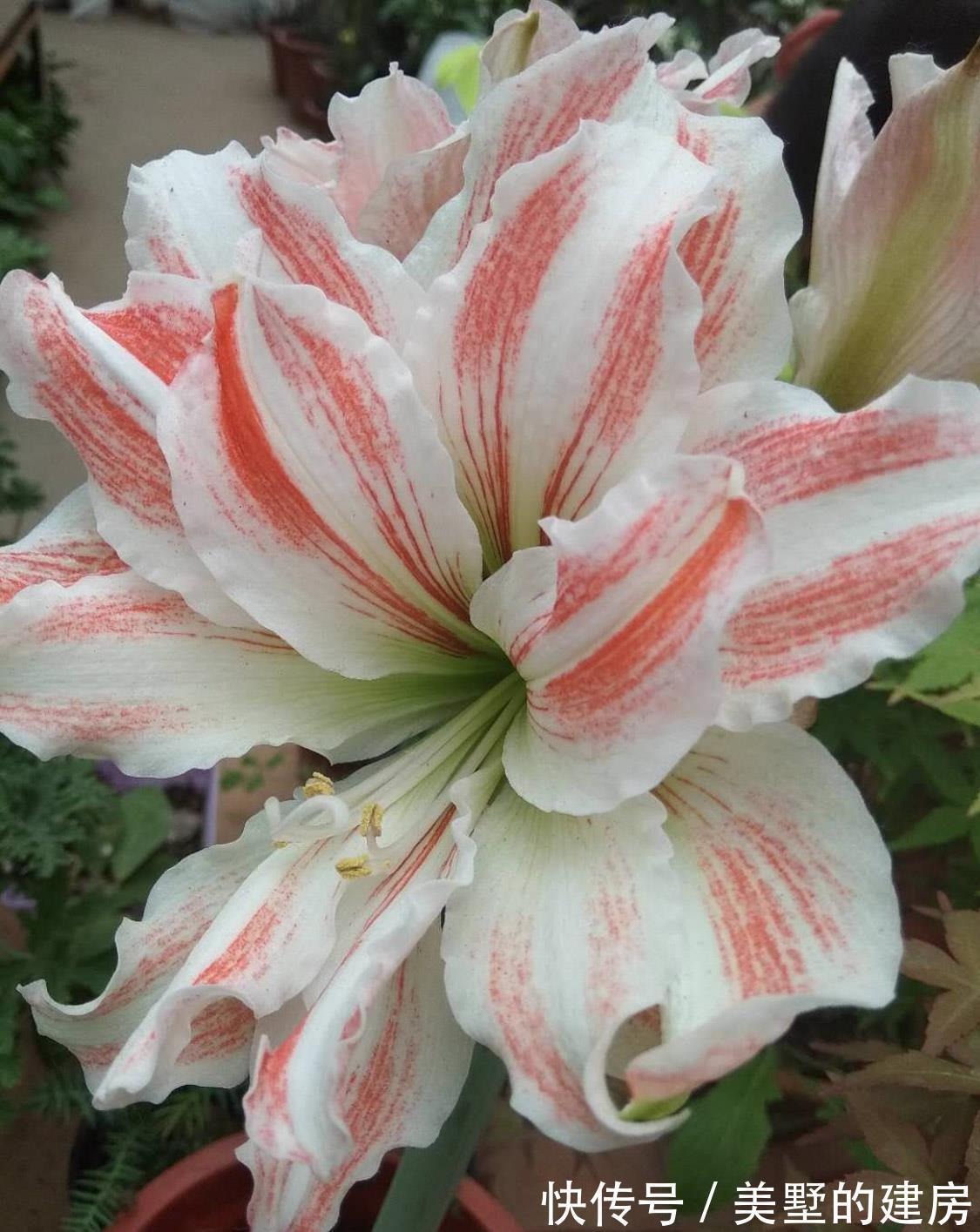 铁线|从9月12日开始,家养此款花卉,个个美出状态,阳台变花园