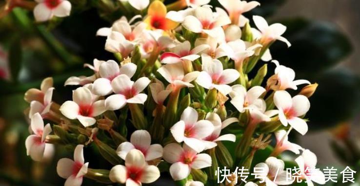 养6种花怕水多，烂根又烂叶，水少长势旺，开花开得多