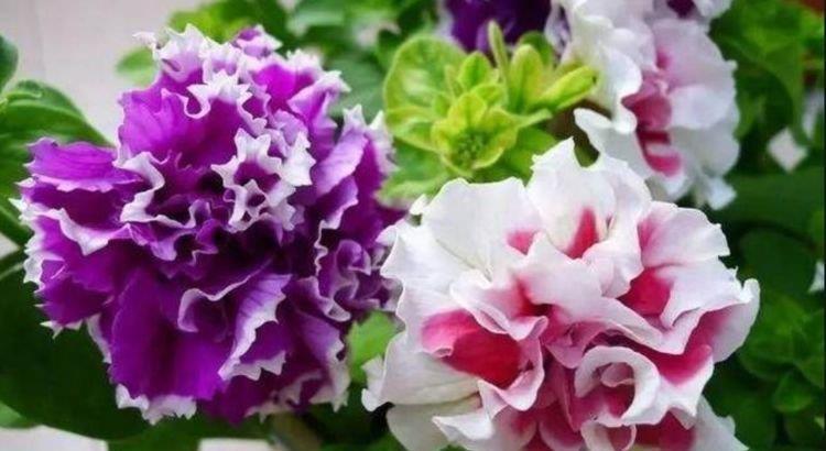 适合居家养护的几款花卉,花香易打理,不闻不问也能花大色艳