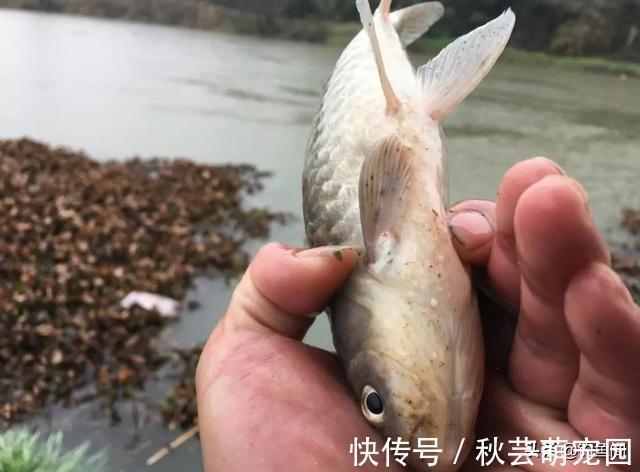 鱼口|轻口鱼难钓？按我的方法做一钓一个准，再小的口也能逮住
