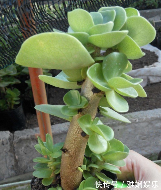 盆土碱性大教你“1招”，轻松调节酸碱度，养任何花都事半功倍