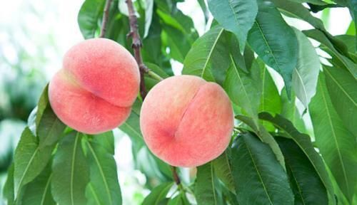 膳食纤维|桃子营养价值虽然高,但是也要注意3大忌,为了健康,不要忽视