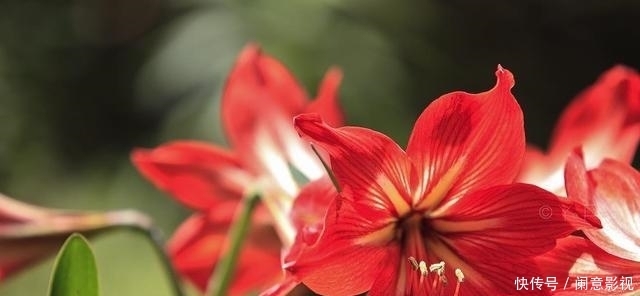 夏天|夏天温度过高时，不能给这些花“乱浇水”，不然容易“得病”