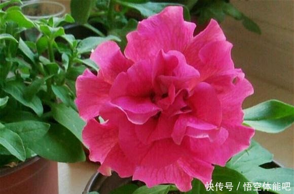 一种漂亮又好养的花,不怕热不怕晒,春夏秋3季都开花,很值得养!