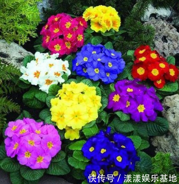 3种花养在家里，一整年都有好运气，开花漂亮财运来，一养就上瘾