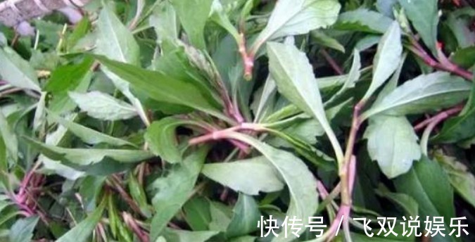 药用价值|农村这种喂猪的野草，能防癌抗癌，清热解毒，凉血止血，你认识吗